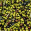Natives Olivenöl extra "Mosto Roi" (500 ml)