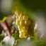 Domaine Clos de la Chapelle Volnay 1er Cru Clos de la Chapelle 2020 0.75 l