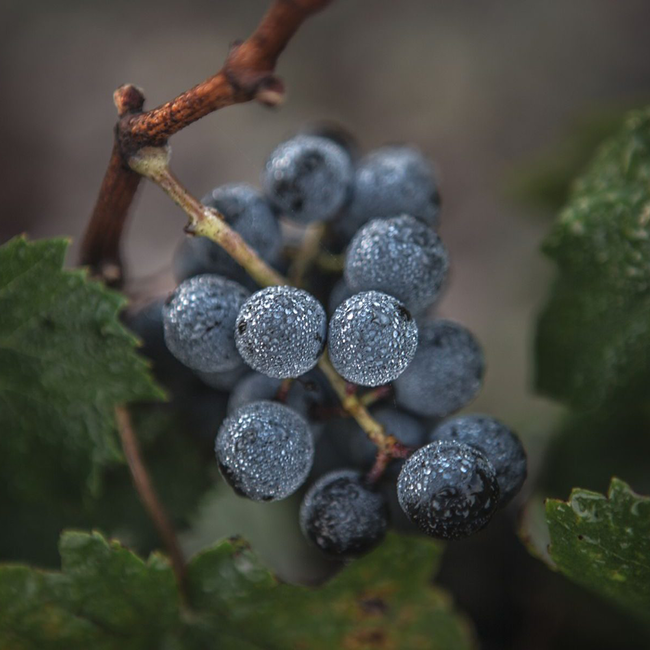 Château Gloria Saint Julien 2020 0.75 l