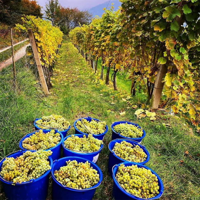 Grüner Veltliner Smaragd Weissenkirchen Wachau DAC 2023 0.75 l