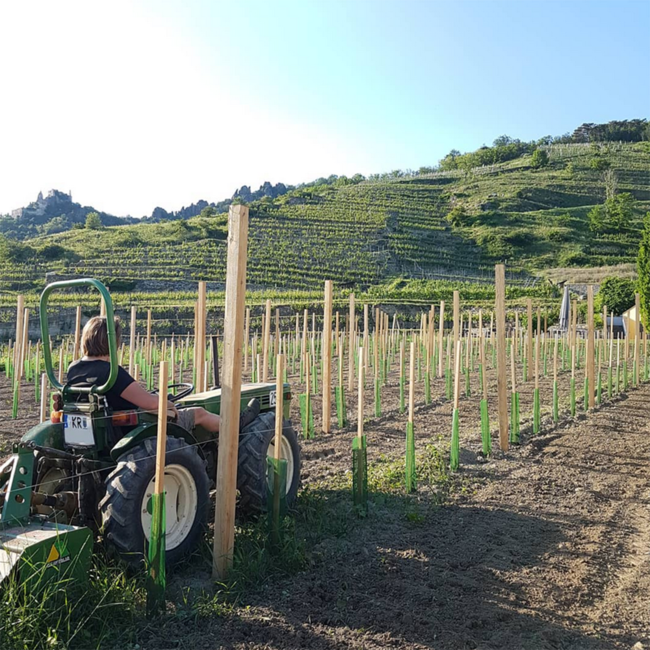 Grüner Veltliner Federspiel Ried Loibenberg DAC 2024 0.75 l
