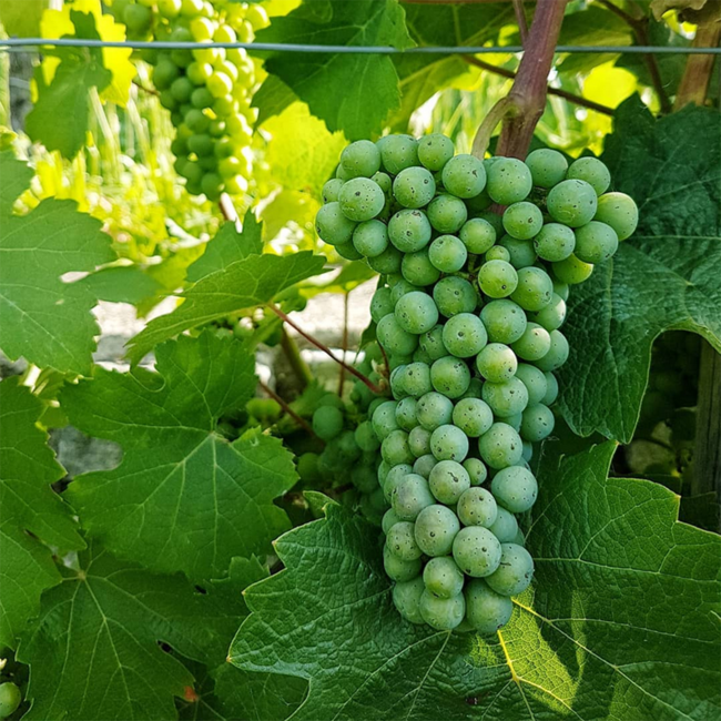 Grüner Veltliner Smaragd Ried Kellerberg DAC 2023 0.75 l