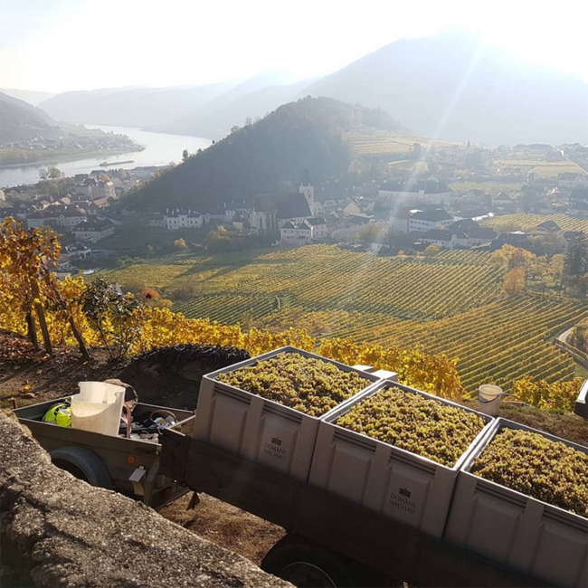 Grüner Veltliner Smaragd Ried Kellerberg DAC 2023 0.75 l