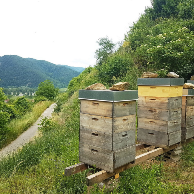Grüner Veltliner Steinfeder Ried Hochrain DAC 2024 0.75 l