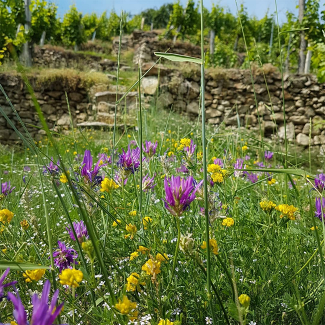 Riesling Smaragd Ried Kellerberg DAC 2023 0.75 l