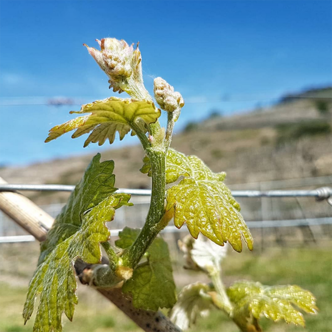 Riesling Smaragd Ried Singerriedel DAC 2023 0.75 l