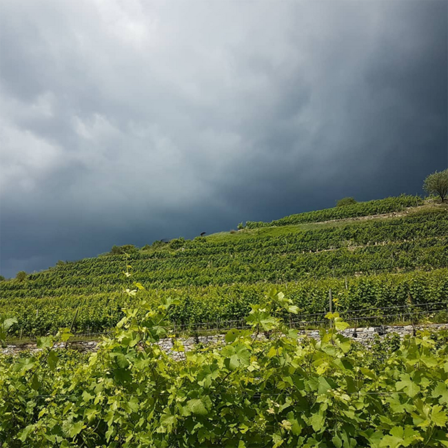 Riesling Smaragd Ried Singerriedel DAC 2024 0.75 l