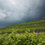Riesling Smaragd Ried Singerriedel DAC 2024 0.75 l