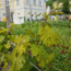 Grüner Veltliner Federspiel Weissenkirchen DAC 2025 0.75 l