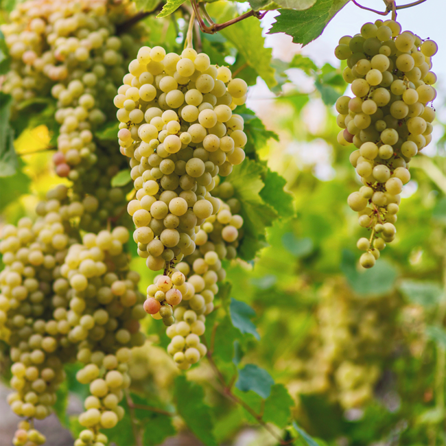 Grüner Veltliner Smaragd Ried Axpoint 2023 0.75 l