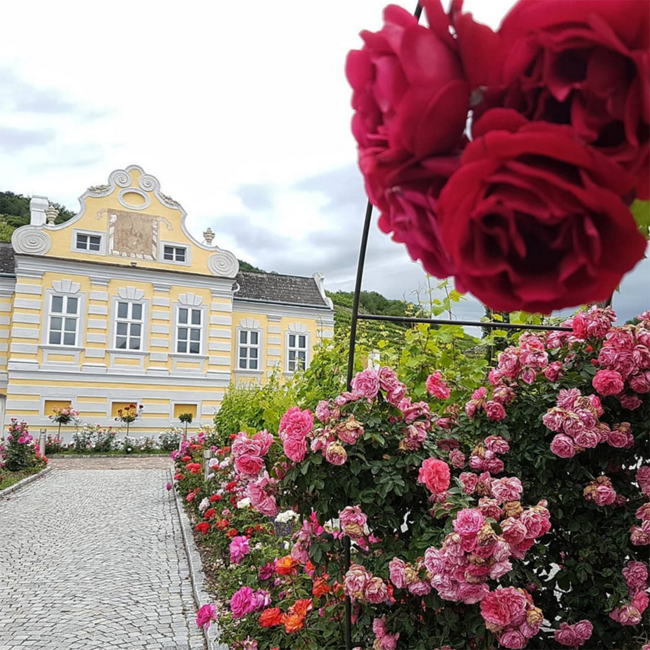 Rose Sante 2024 0.75 l