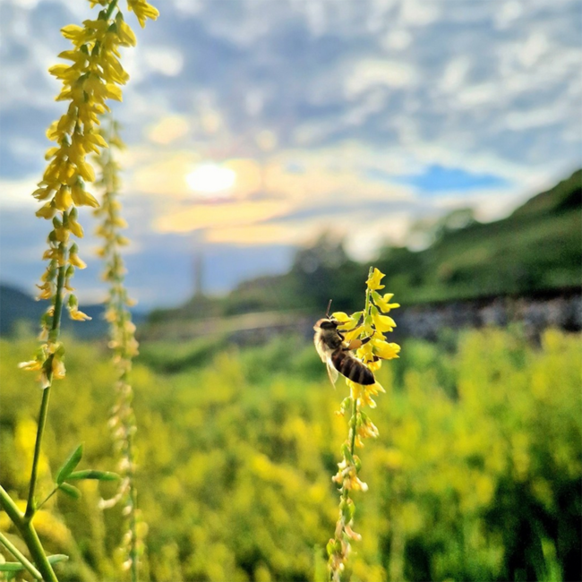 Chardonnay Reserve 2021 0.75 l