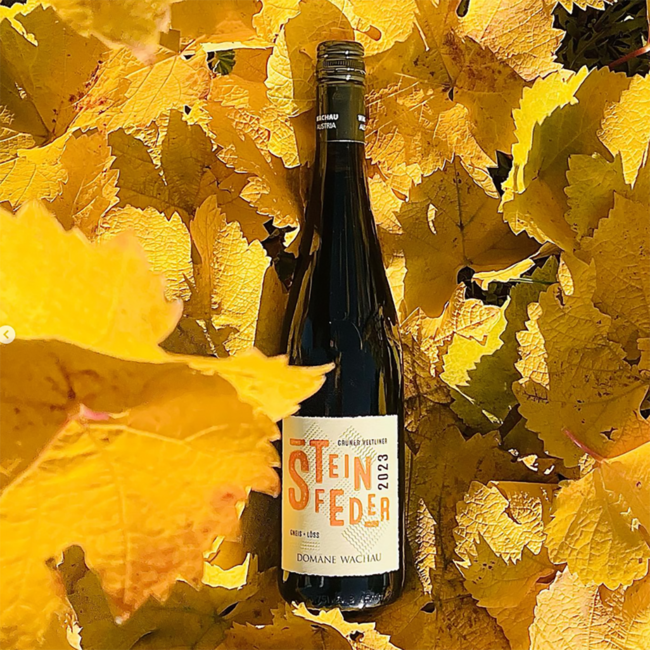 Grüner Veltliner Steinfeder Gneis + Löss 2024 0.75 l