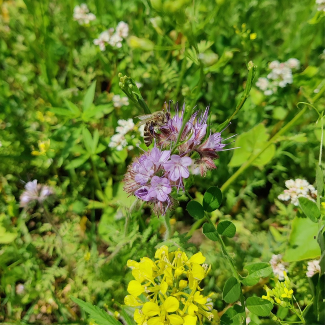 Grüner Veltliner Federspiel Ried Kollmütz 2025 0.75 l