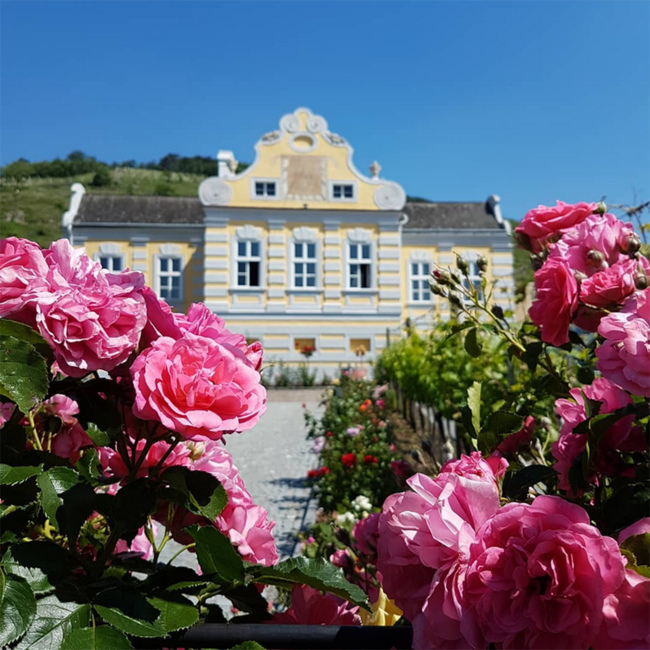 Zweigelt Rosé Federspiel Terrassen Wachau DAC 2024 0.75 l