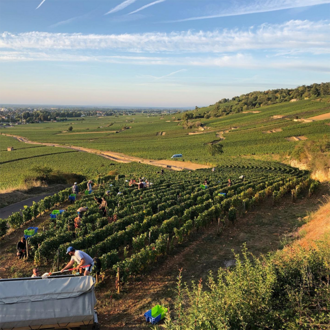 Beaune "Les Avaux" 1er Cru Pinot Noir 2017 0.75 l