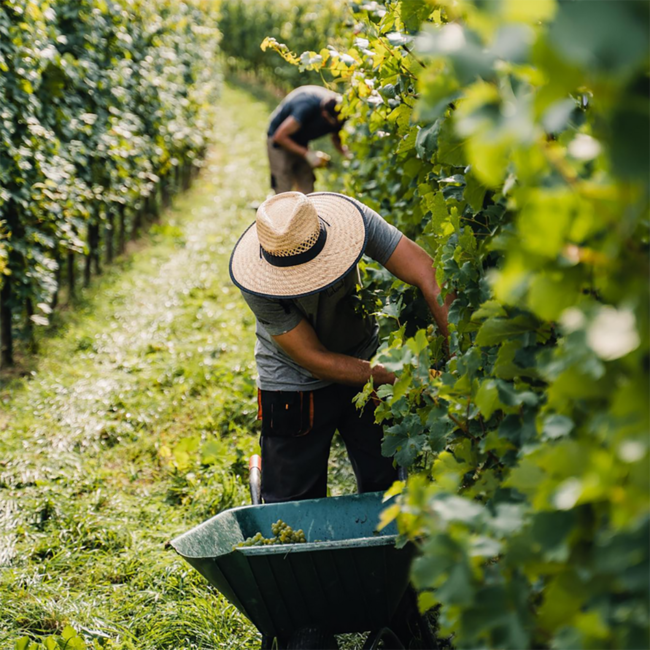 Grüner Veltliner Alte Reben Carnuntum DAC 2023 0.75 l