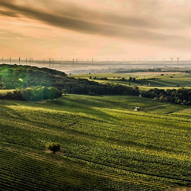Grüner Veltliner Alte Reben Carnuntum DAC 2023 0.75 l
