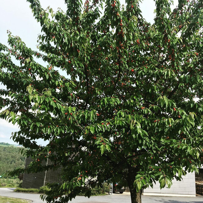 Herzkirschenbrand Edelbrand 0.7 l 43% vol