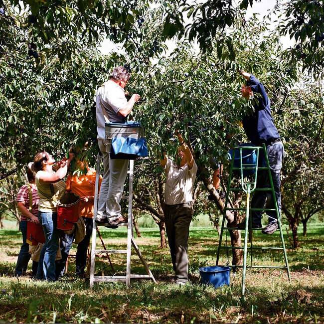 Herzkirschenbrand Edelbrand 0.7 l 43% vol