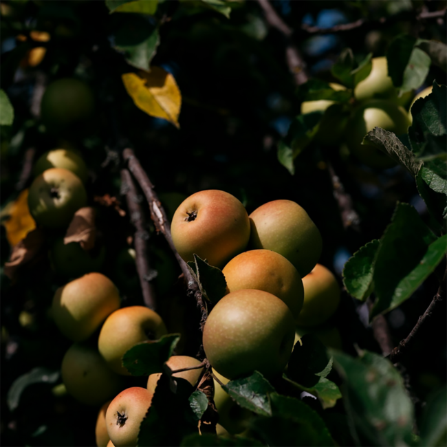 "Alter Apfel" Apfelbrand 0.7 l 40% vol