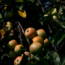 "Alter Apfel" Apfelbrand 0.7 l 40% vol
