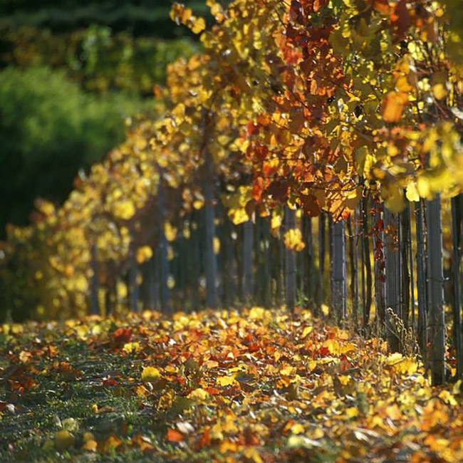 Riesling Ried Mordthal 1 ÖTW BIO 2022 0.75 l