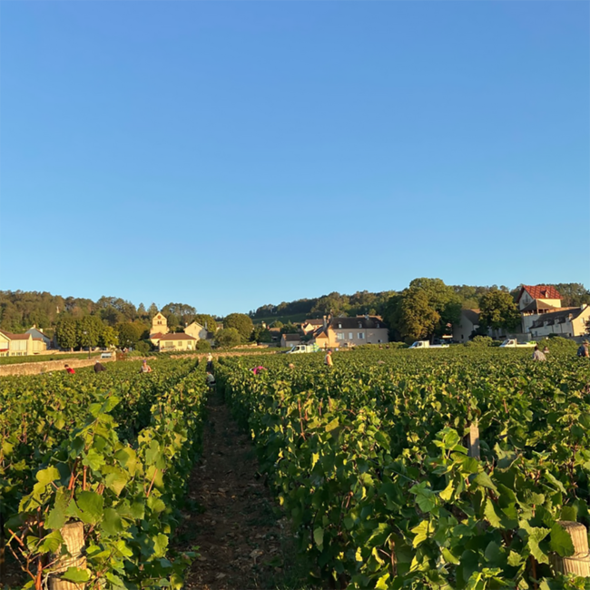 Santenay "Clos de Malte" AOC Pinot Noir 2022 0.75 l