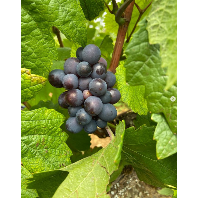 Santenay "Clos de Malte" AOC Pinot Noir 2023 0.75 l