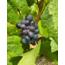 Santenay "Clos de Malte" AOC Pinot Noir 2023 0.75 l