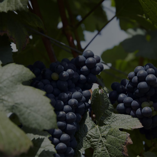 Cuvee Brut Champagne 0.75 l 12% vol