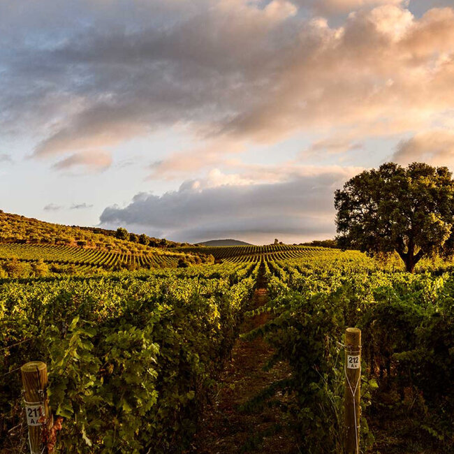 Monteverro (CS/CF/ME/PV) Toscana IGT 2013 0.75 l