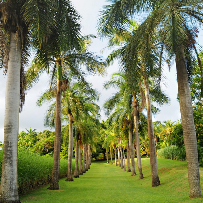 Clement Creme au Rhum Vieux Likör 0.7 l 17% vol