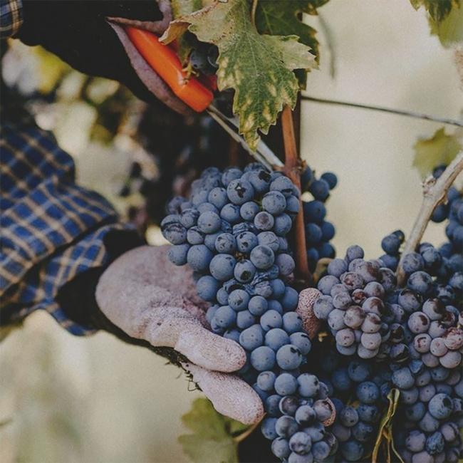 Torcicoda Primitivo Salento IGT Jeroboam 2021 5.0 l