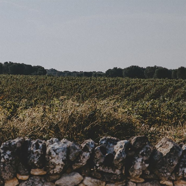 Torcicoda Primitivo Salento IGT Jeroboam 2021 5.0 l