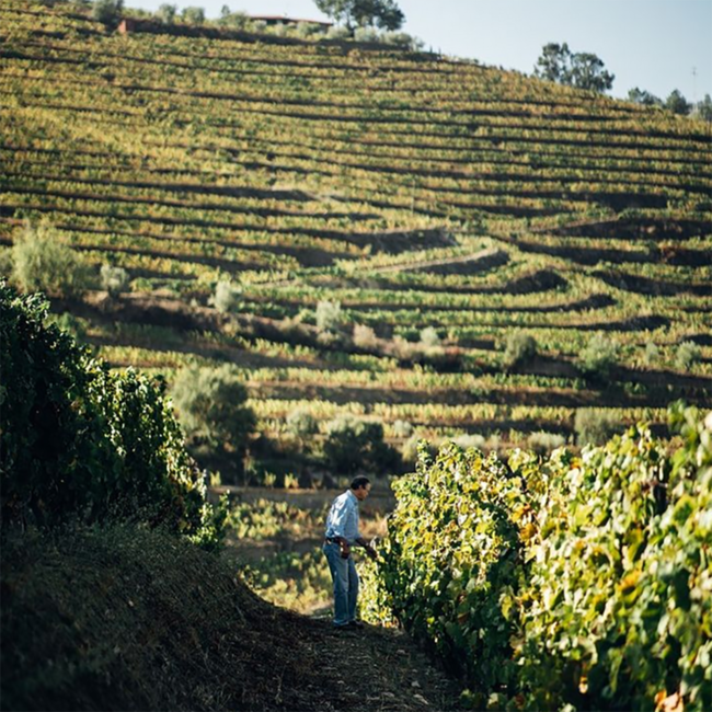 Sandeman Sherry Medium Dry 0.75 l 15% vol