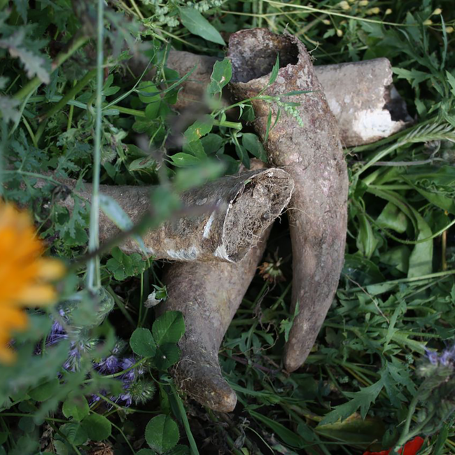 Roter Veltliner Ried Steinberg 1 ÖTW BIO 2022 0.75 l