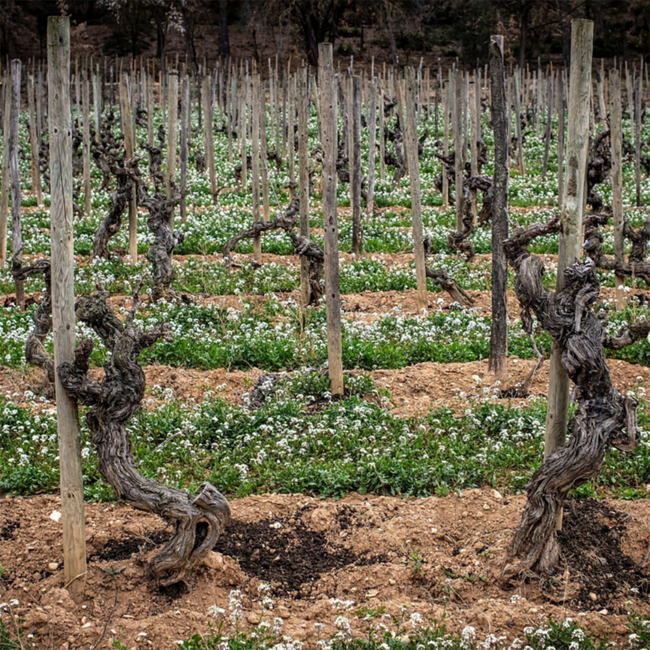 Raventos i Blanc de Nit Rose Cava 0.75 l 12% vol