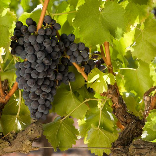 HIPPY Rose BIO 2023 Magnum 1.5 l