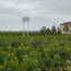 Chateau Siran AMC Federica Matta Edition 2020 0.75 l