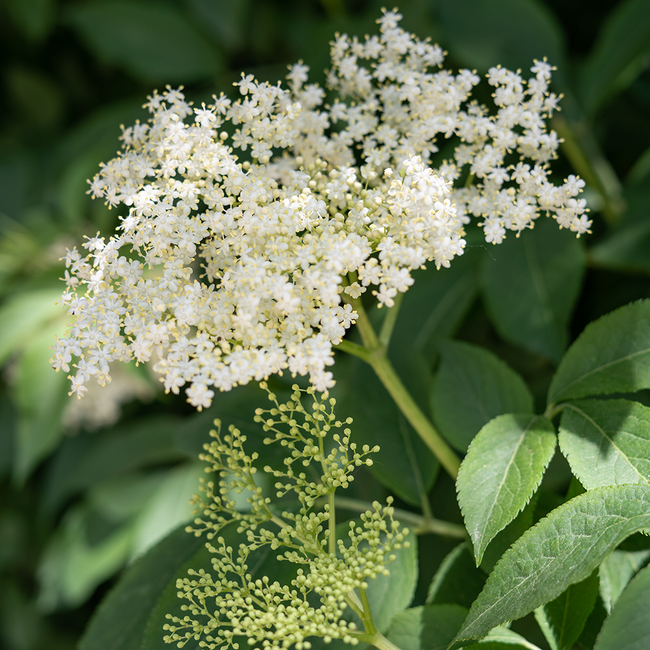 Berliner Luft Pfefferminz Holunder 0.7 l 18% vol