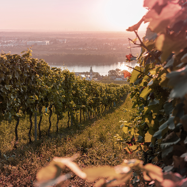 Sauvignon Blanc 2024 0.75 l