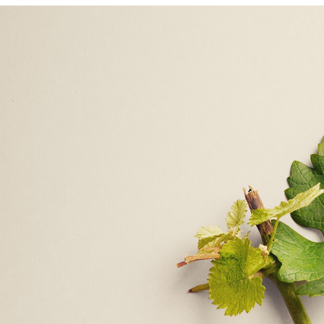 Sauvignon Blanc Sunki Südsteiermark DAC 2024 Magnum 1.5 l