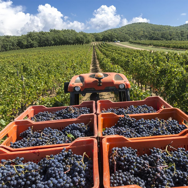 Quercegobbe Merlot Toscana IGT 2021 0.75 l