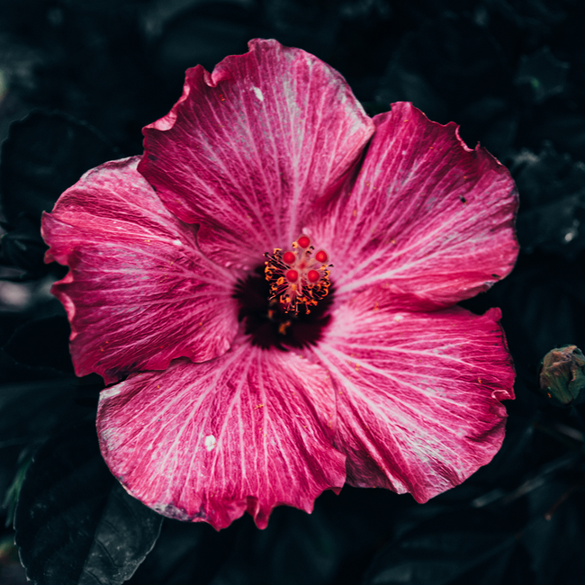 The Bitter Truth Drops & Dashes Blossom 0.1 l 42% vol