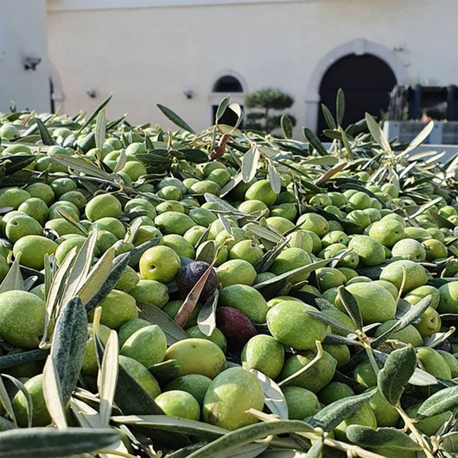 Natives Olivenöl extra ,Fruttato Medio' (5.000 ml)* MHD 31/10/25