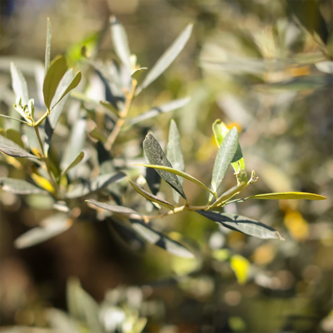 Natives Olivenöl extra ,Fruttato Medio' (5.000 ml)* MHD 31/10/25