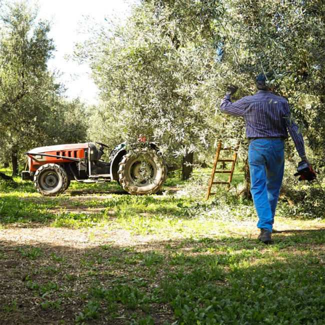 Natives Olivenöl extra ,Fruttato Medio' (5.000 ml)* MHD 31/10/25