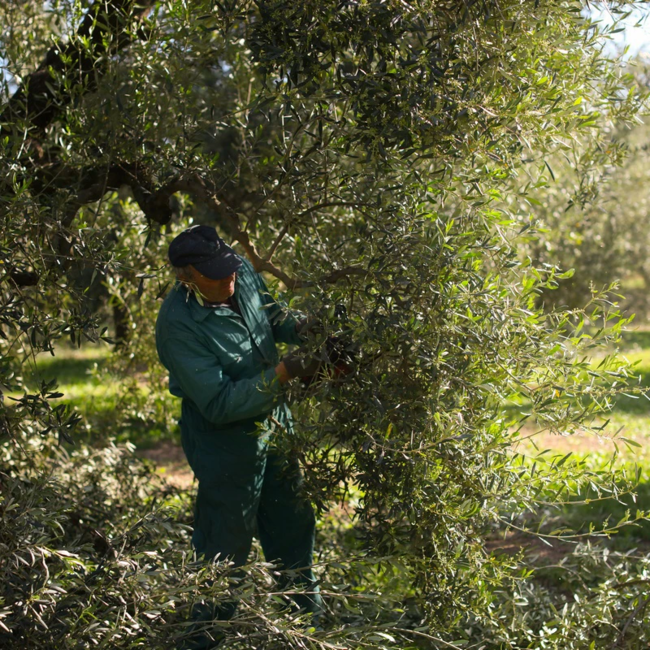 Natives Olivenöl extra ,Fruttato Medio' (5.000 ml)* MHD 31/10/25