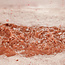 Sushi Rosé (CS/BF) 2025 0.75 l